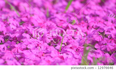 16: 9 pink shibazakura 12976646