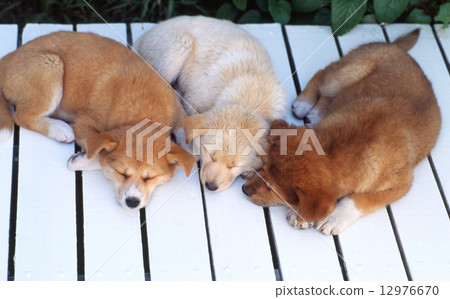 Cute little puppy Cute little puppy 12976670