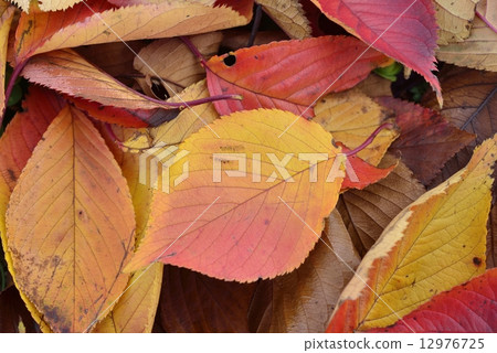Fallen leaves  12976725