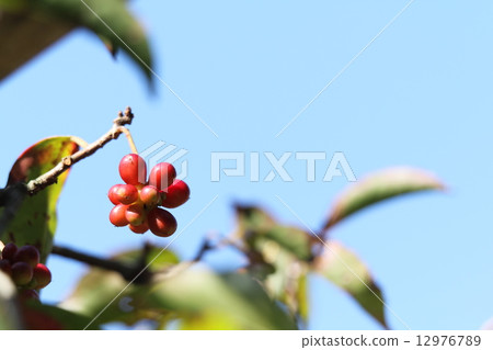 Binen cruzer's fruit 12976789