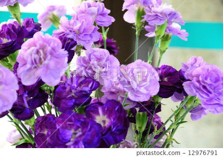 Blue carnation moon dust (spray type) Blue carnation moon dust (spray type) 12976791