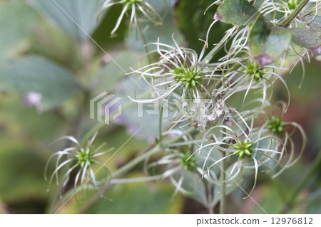 Seeds of a squirrel 12976812