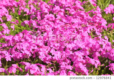 Pink shibazakura 12976841