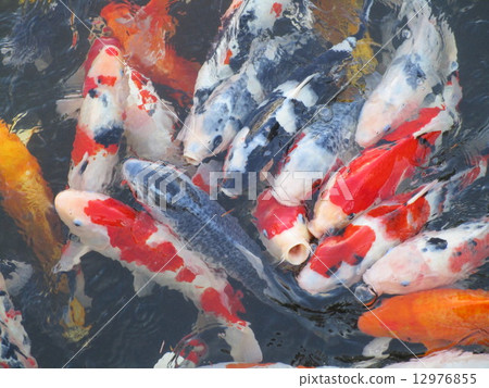 A group of Nishikigoi A group of Nishikigoi 12976855