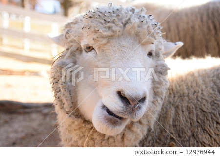 她好像說了些什麼 12976944