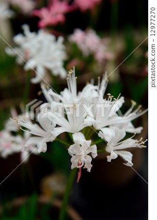 Diamond Lily 12977270