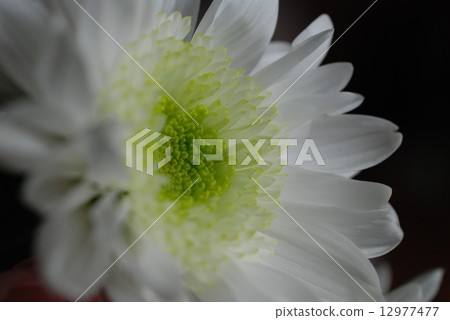 Spray chrysanthemum in the up Spray chrysanthemum in the up 12977477