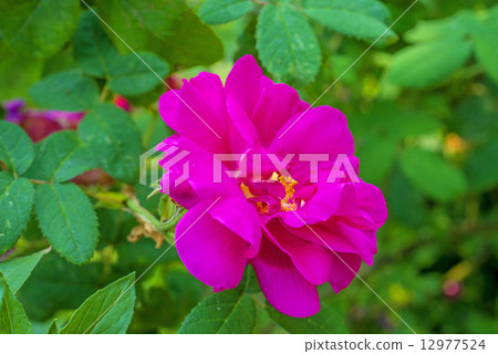 medicnal rose, Rosa gallica medicnal rose, Rosa gallica 12977524