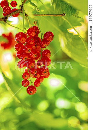 red currant at a bush 12977665