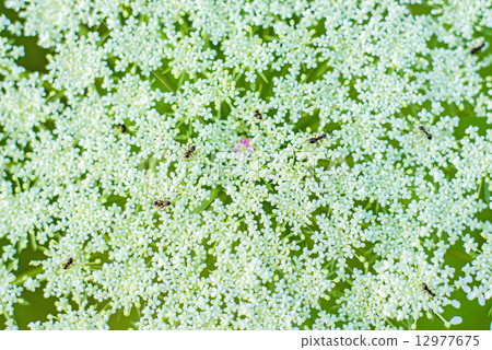 macro of a wild carrot bloom 12977675