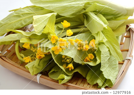 Rape flower Spring vegetable food material White background Rape flower Spring vegetable food material White background 12977916