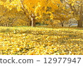 Golden ginkgo 12977947