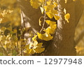 Golden ginkgo 12977948