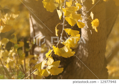 Golden ginkgo 12977948