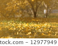 Golden ginkgo 12977949