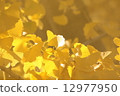 Golden ginkgo 12977950