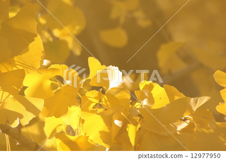 Golden ginkgo 12977950