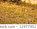 Golden ginkgo 12977952