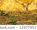 Golden ginkgo 12977953