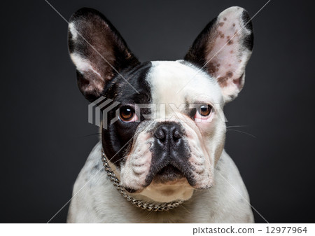 French bulldog 12977964