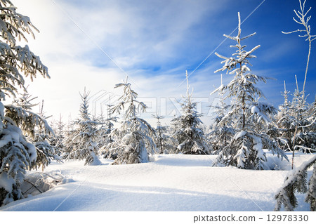 winter landscape with the forest and blue sky winter landscape with the forest and blue sky 12978330