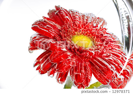 red flower of a gerbera on a white background red flower of a gerbera on a white background 12978371