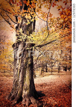 Fall in public park 12978383
