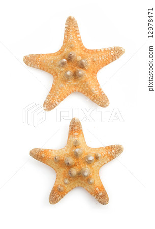 seashell  on white background 12978471