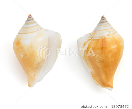 seashell on white background seashell on white background 12978472