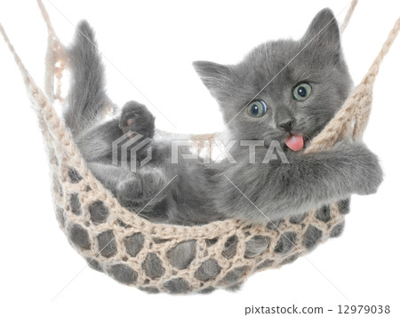 Cute gray kitten lying in a hammock and yawns Cute gray kitten lying in a hammock and yawns 12979038
