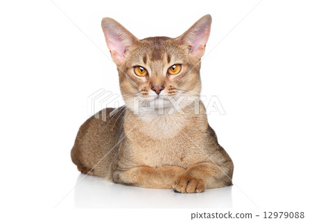 Abyssinian cat over white background 12979088