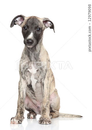 Whippet puppy 12979098