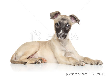 Whippet puppy lying on a white background 12979115