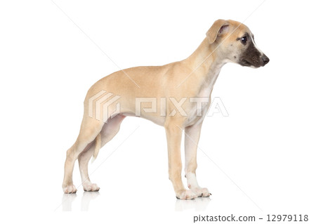 Whippet puppy on a white background 12979118