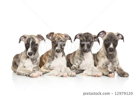 Whippet puppies 12979120