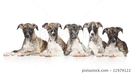 Whippet puppies on white background 12979122