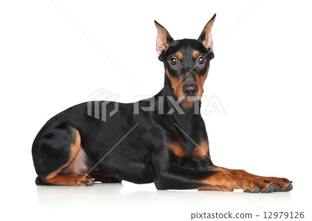 German pinscher 12979126