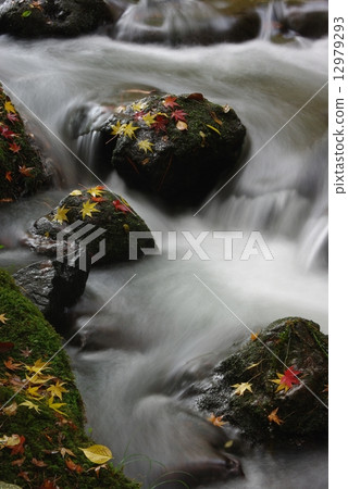 Clear flow autumn leaves Clear flow autumn leaves 12979293