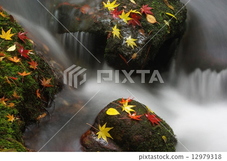 Clear flow autumn leaves Clear flow autumn leaves 12979318
