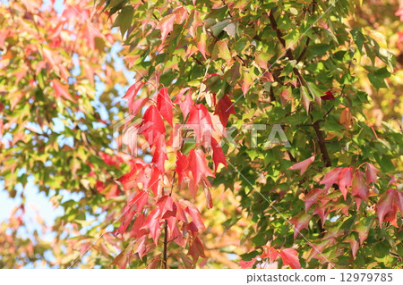 三叉戟楓葉秋葉 12979785