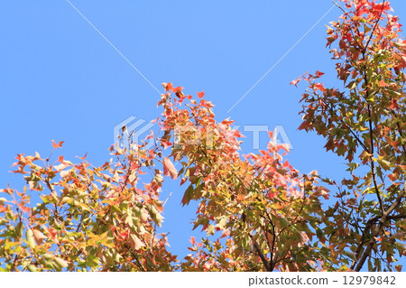 三叉戟楓葉秋葉 12979842