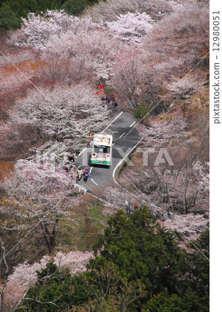 吉野櫻的彎道和公共汽車 12980051