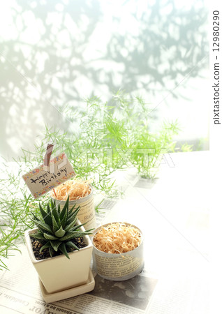 生日 生日 12980290