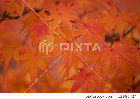 秋天的樹葉 秋天的樹葉 12980424