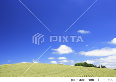 北海道上富良野町麥田和落葉松林 12980790