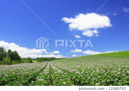 上富良野町北海道馬鈴薯田和淚雲 12980793