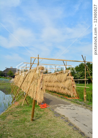 Inland scenery 12980827