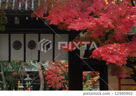 Imamiya Shrine of autumn leaves 12980902