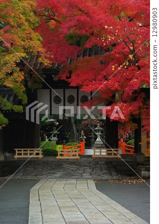 Imamiya Shrine of autumn leaves 12980903