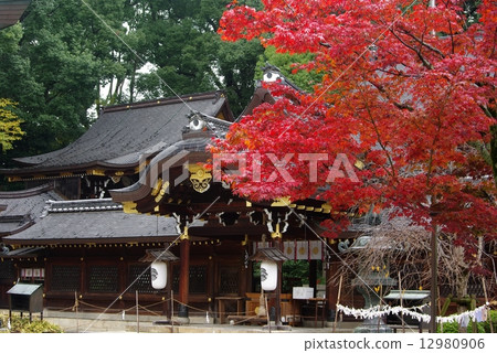 Imamiya Shrine of autumn leaves 12980906